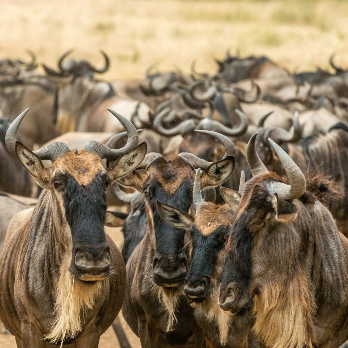 Wildebeests at Masai Mara